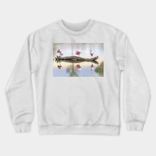 Roseate Spoonbills Preening and Resting Crewneck Sweatshirt